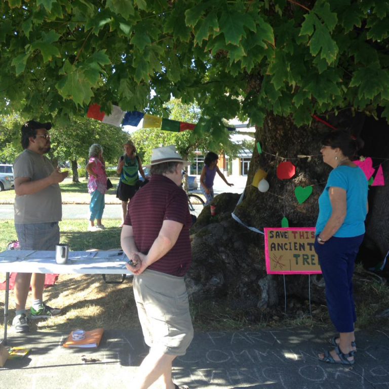 Concerns About Tree Arise as Parking Lot Construction Begins