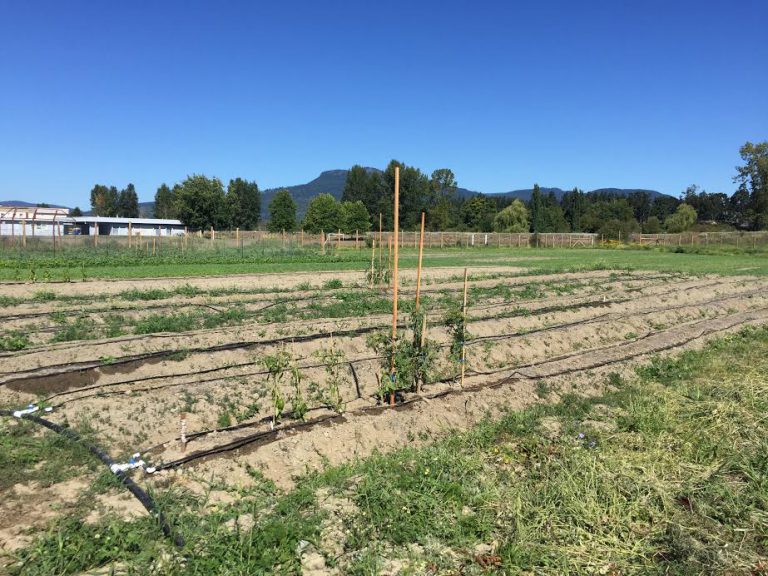 Incubator Seed Farm Gets Provincial Dollars To Hire Staff