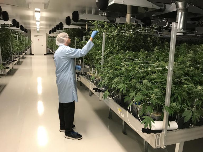 Licenced Pot Producer in Duncan Planning Large Expansion