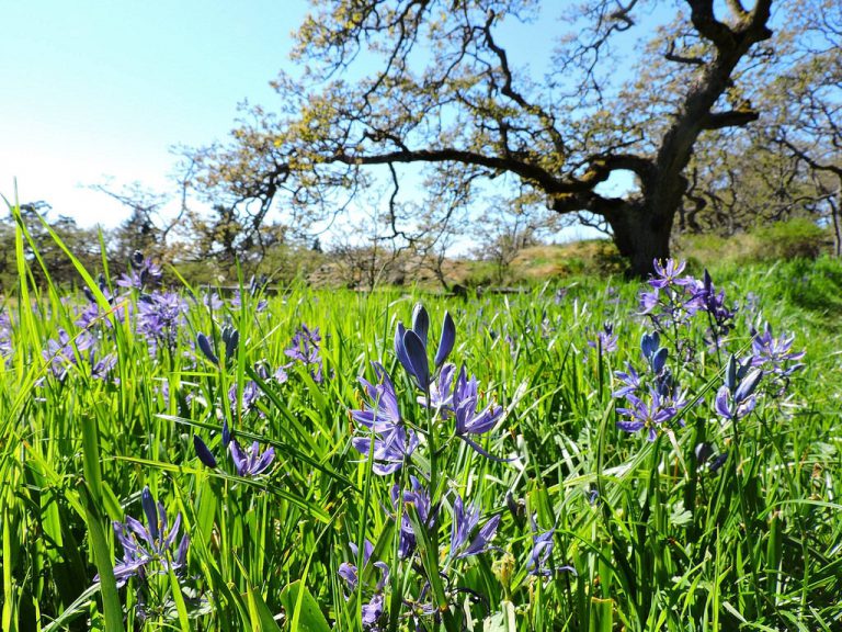 Garry Oak Preserve opens to the public