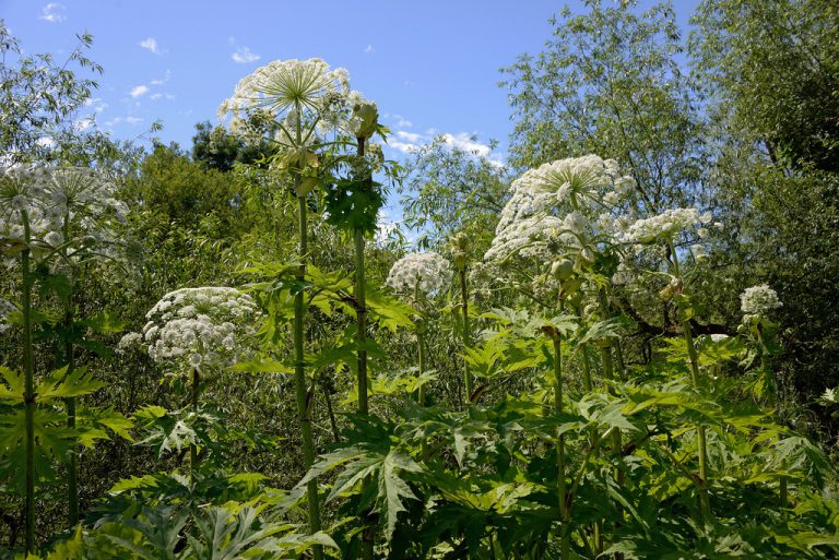 Giant Hogweed and Knotweed big targets for the Coastal Invasive Species Committee