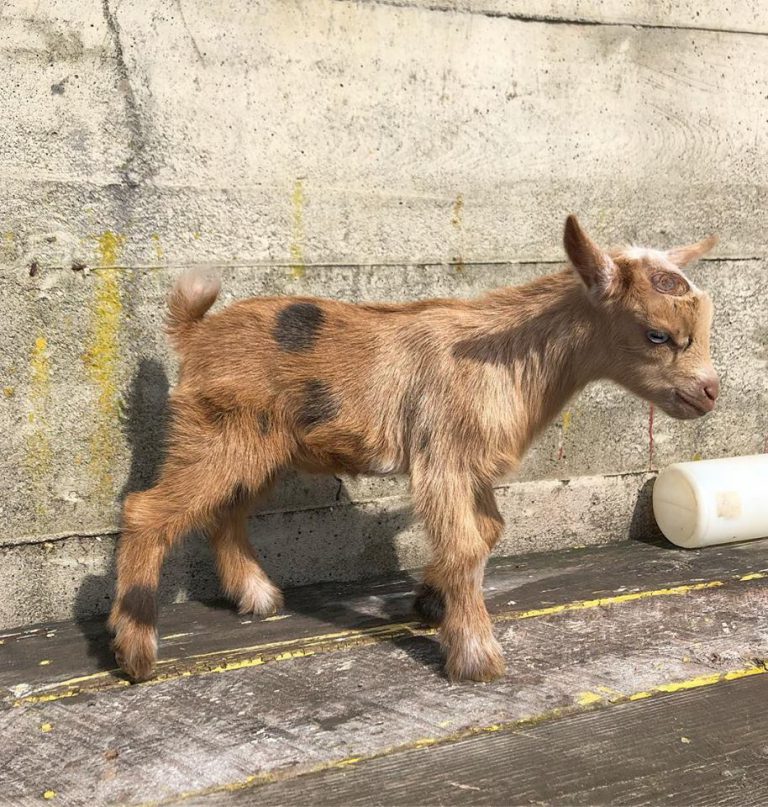 Reward offered for return of baby goat