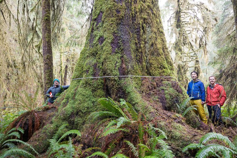 Greens call for moratorium on old growth logging