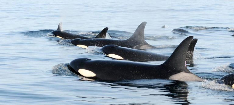 Give Southern Resident Killer Whales a wide berth