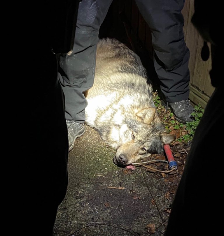 James Bay Wolf Captured