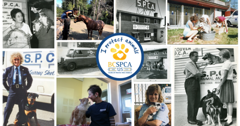 BC SPCA celebrates 125 years, receives special proclamation from province