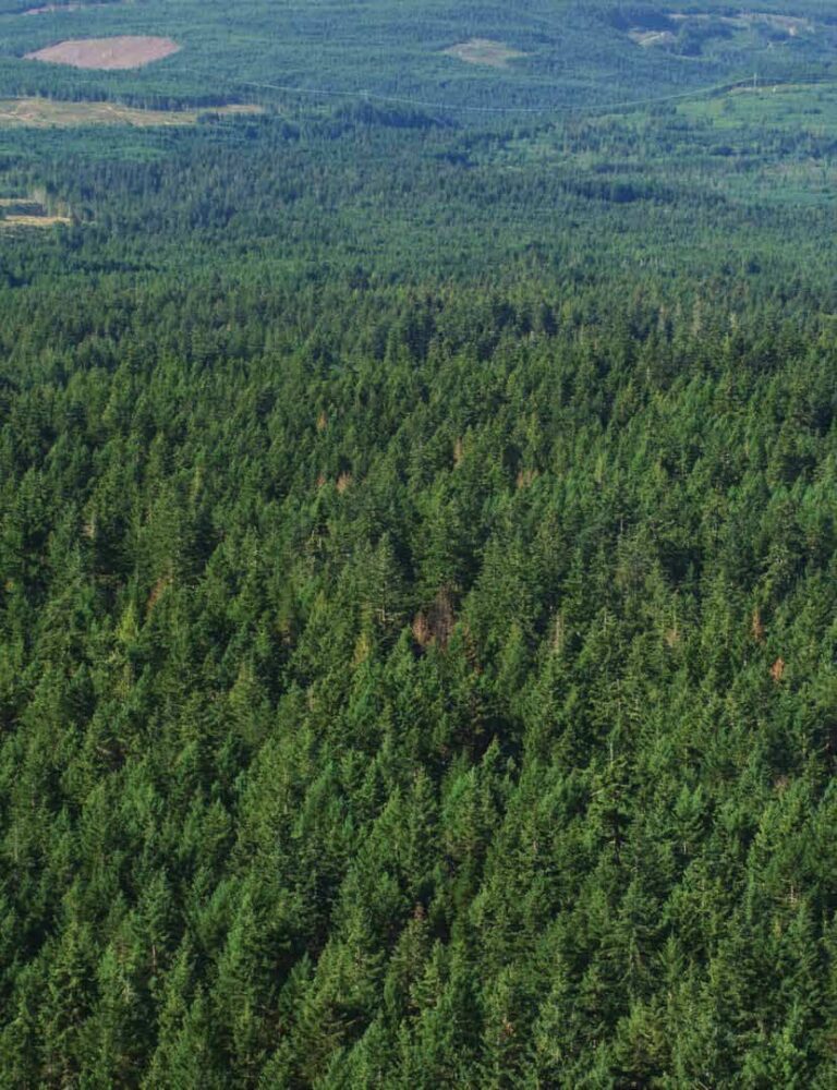 Forest industry calls on province to fulfill election promise for harvest levels