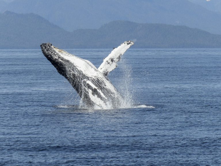 B.C.’s tourism sector welcomes provincial funding, hopes to weather travel restrictions