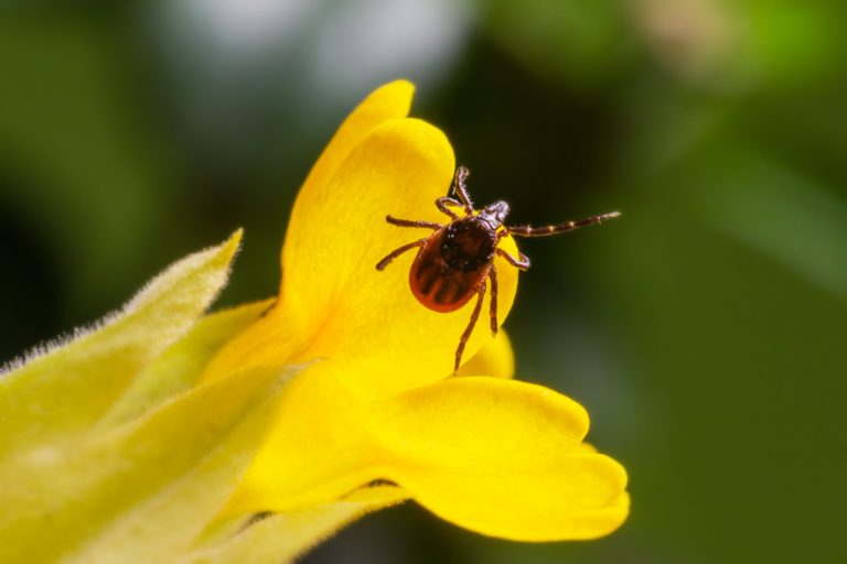 TICK SEASON: Canadian Lyme Disease Foundation warns of pesky parasites