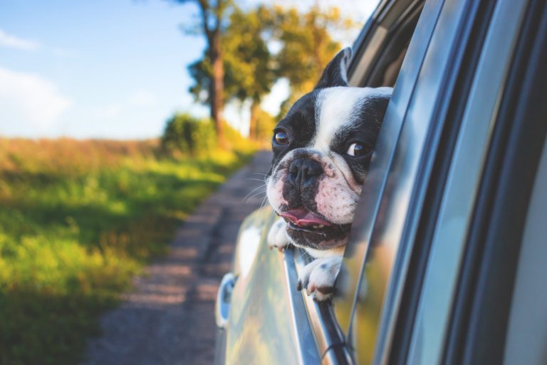 ‘Disaster does happen really quickly’: SPCA stresses dangers of leaving pets in hot cars