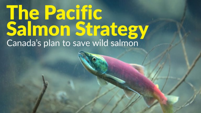 Federal government unveils $647 million strategy to stop Pacific salmon collapse