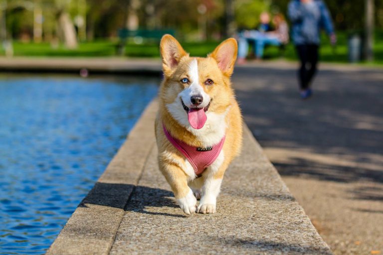 Hot pavement and pets don’t mix: BC SPCA