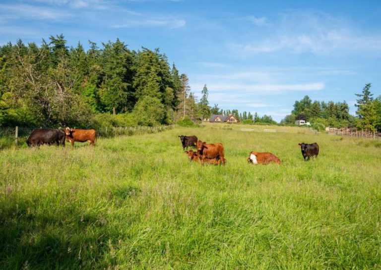 New meat licensing system supports farming families: MLA Leonard 