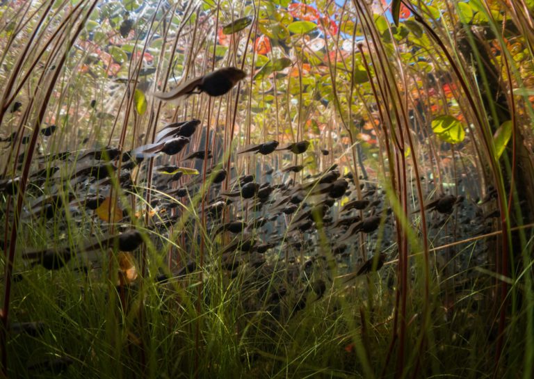 Vancouver Island tadpole documentary finalist for ‘nature equivalent to the Oscars’