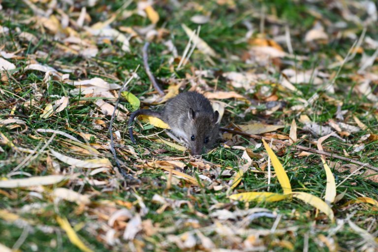 Duncan among BC cities with the most rats