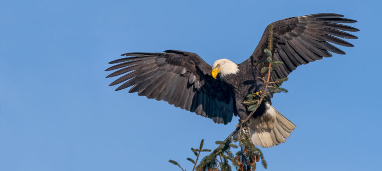 Eagle Habitat on Vancouver Island to Benefit from $14.5-Million Gift to BC Parks Foundation