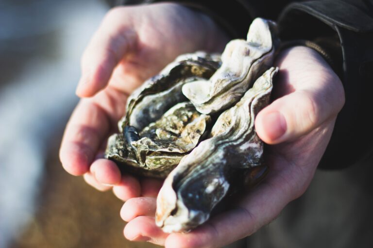 Oysters Recalled Over Possible Norovirus Contamination