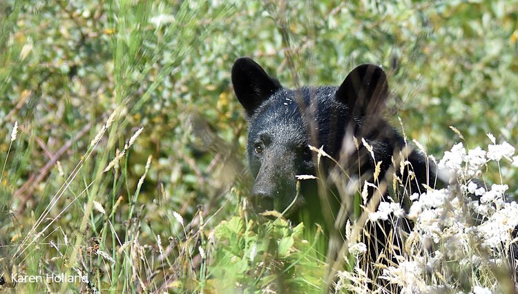 Wildfires displacing foraging bears, could prompt conflicts