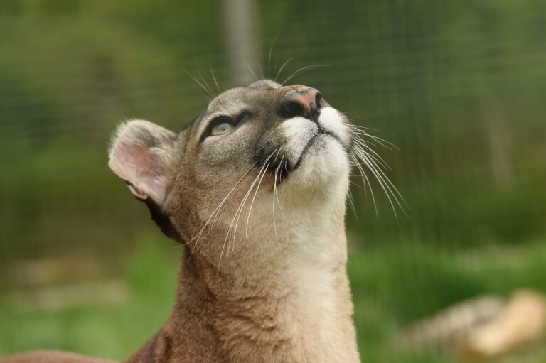 Donations Substantially Increase Reward Offered for Information in Cougar Kitten Killings