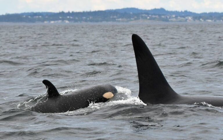 New Orca Calf Seen Near Victoria