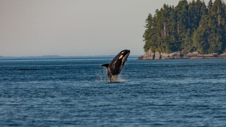 DFO hands out 30k in fines to film company using drones near killer whales