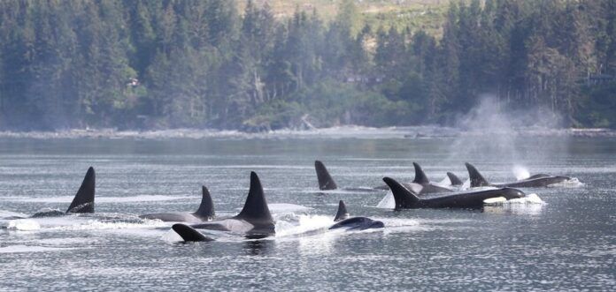 DFO looking into whale incident near Vancouver Island