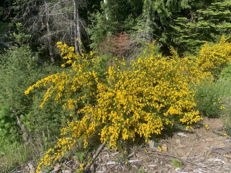 Scotch Broom is back and there’s a ‘persistent’ fight ahead