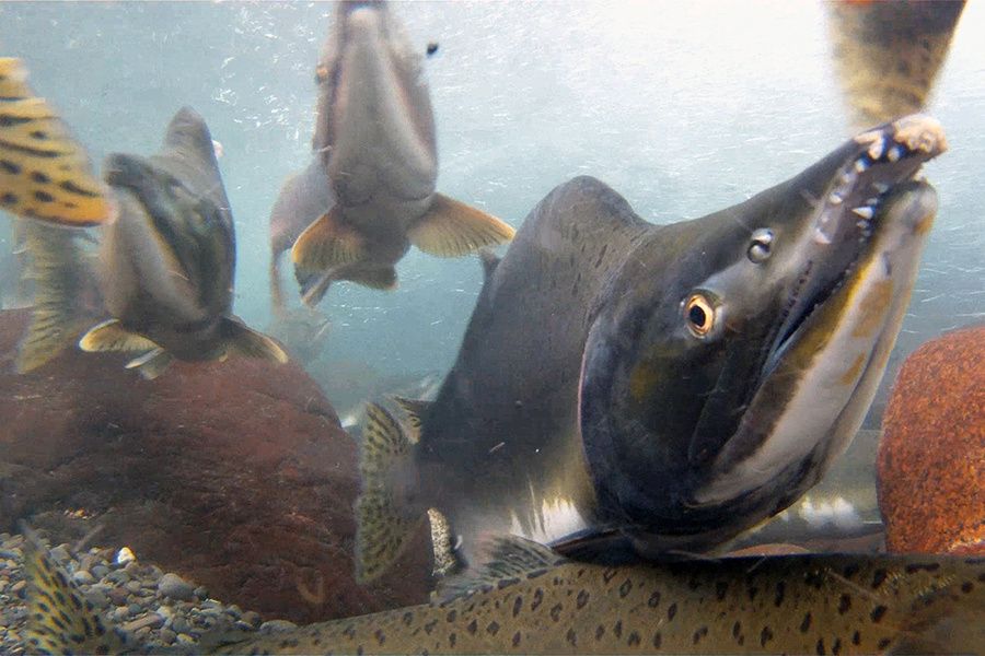 Pink salmon hatcheries, climate change harming other species: study ...