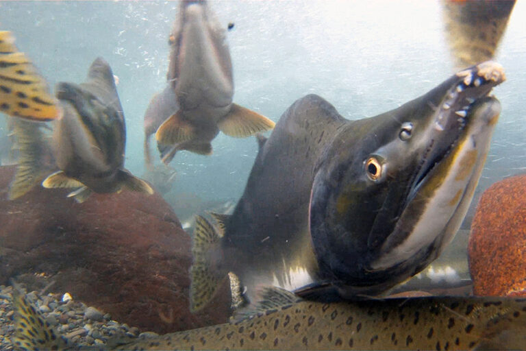 Largest salmon catch ever recorded in North Pacific in 2023