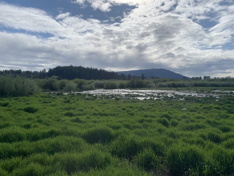 Somenos Marsh Wildlife Society Eyes Firehouse Creek For Restoration