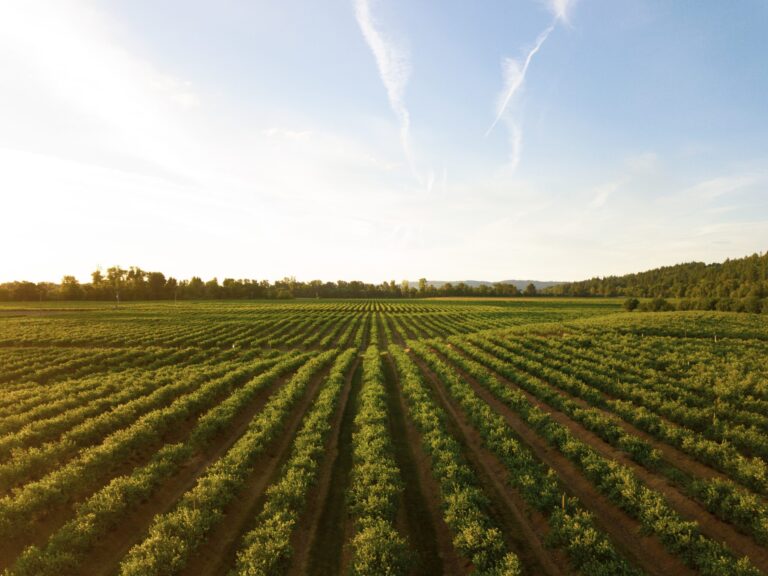 Young BC farmers can get support through new business program