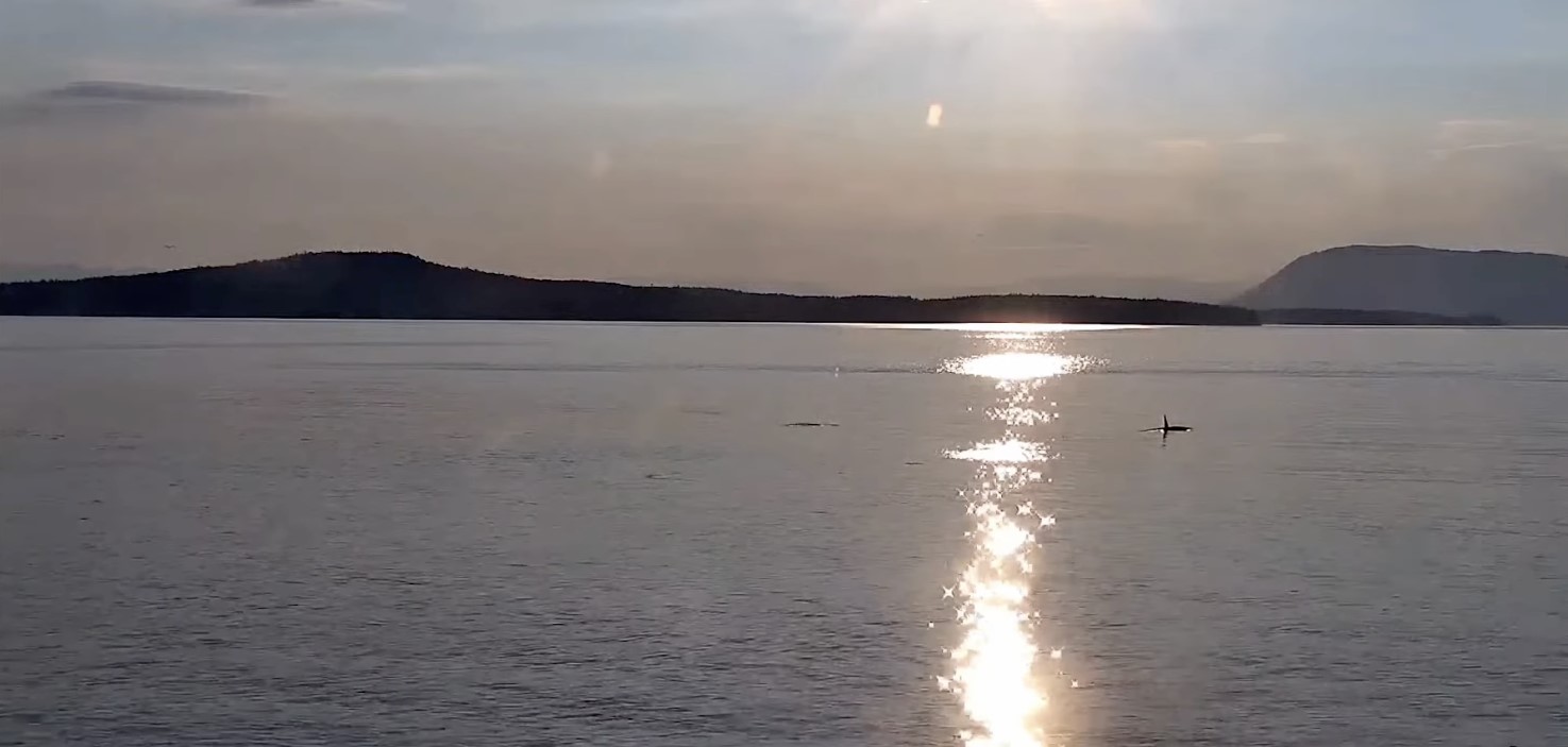 Camera and hydrophone on North Pender Island livestreams killer whale