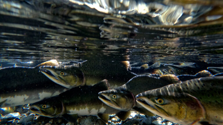 Anglers hope salmon repeat surprise returns again next year