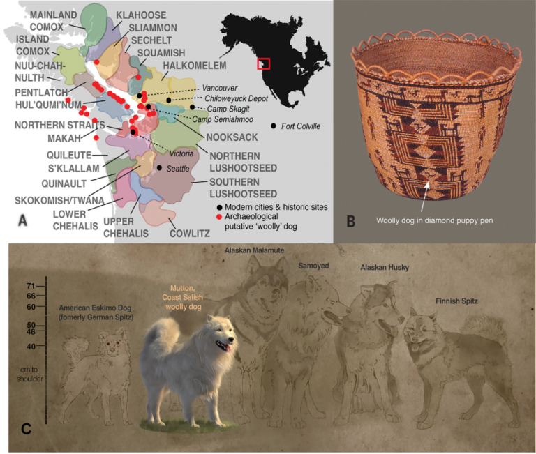 Extinct wooly dog once prized by coastal people profiled in new genetic study