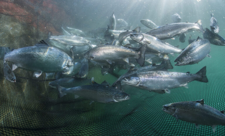 Another delay dismays salmon farmers waiting for feds’ transition plan