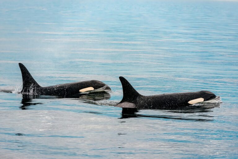 Orca calf’s family pod spotted off the coast of Vancouver Island