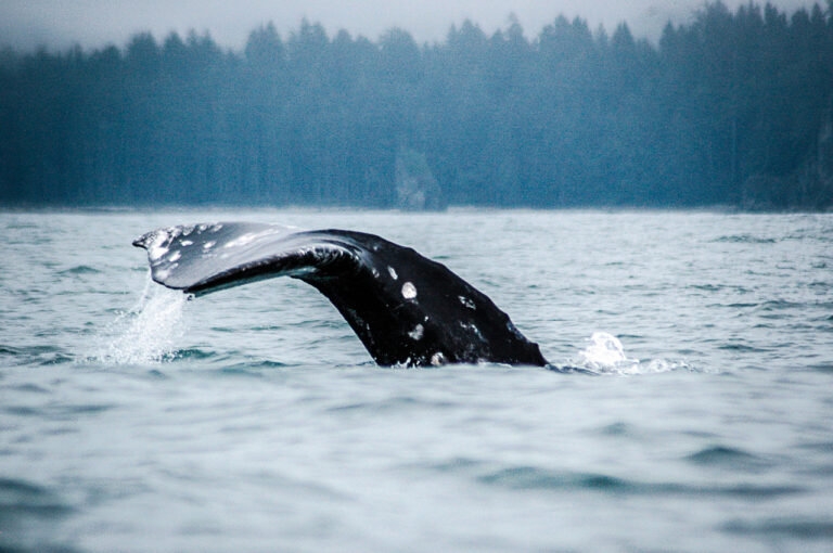 Grey whales in decline again because of climate change after recovering from near-extinction