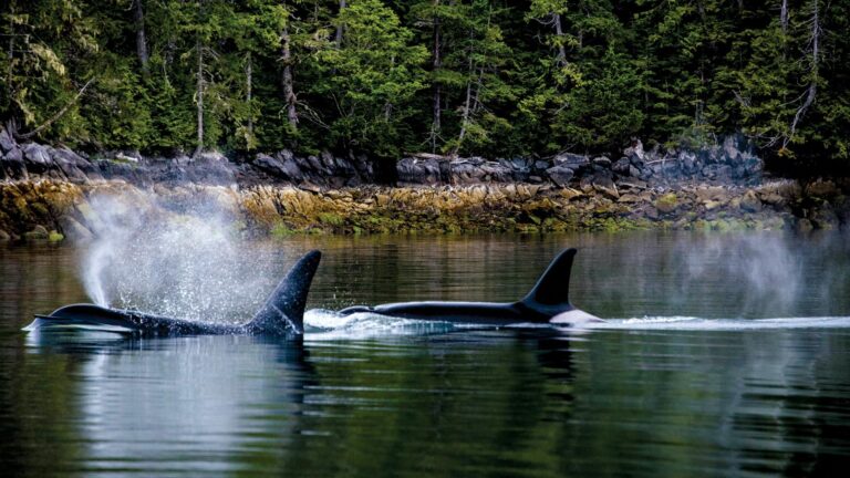 Whale Watching in the Great Bear Rainforest