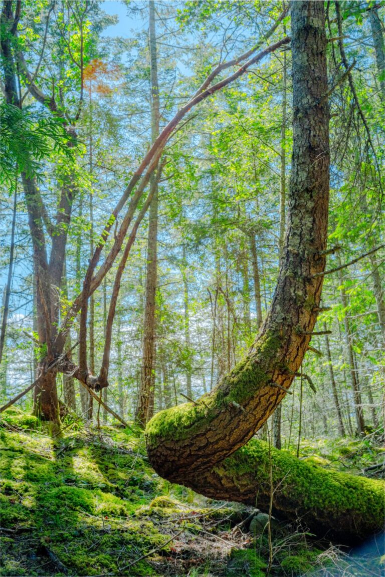 New nature reserve protects 42 hectares of land on Galiano Island