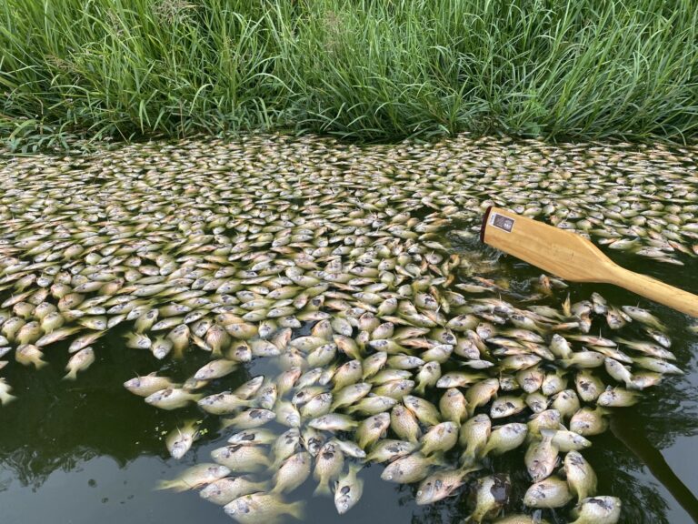 Why are fish dying in Somenos Lake?