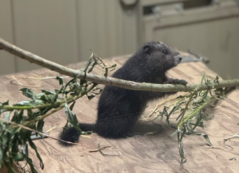 Record numbers of Vancouver Island marmots spotted in the wild