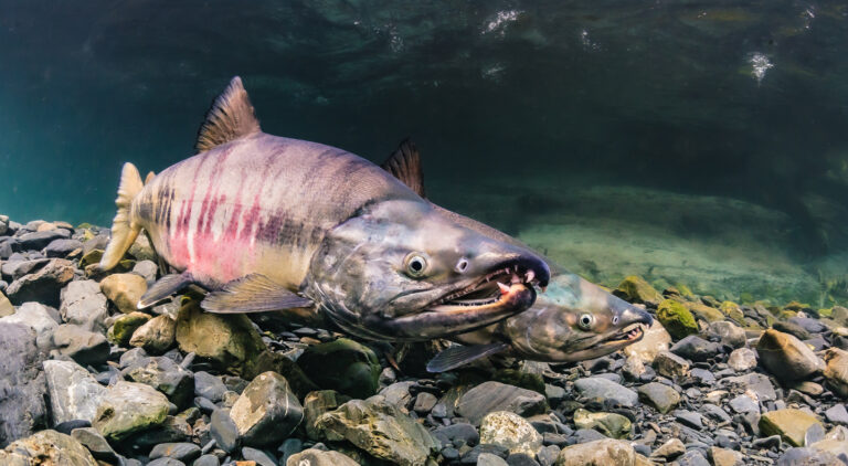 Chum salmon fishing now open on Nanaimo, Cowichan Rivers