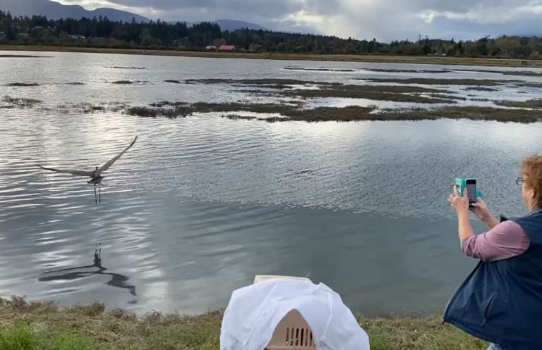 Great blue heron released back into the wild after recovery