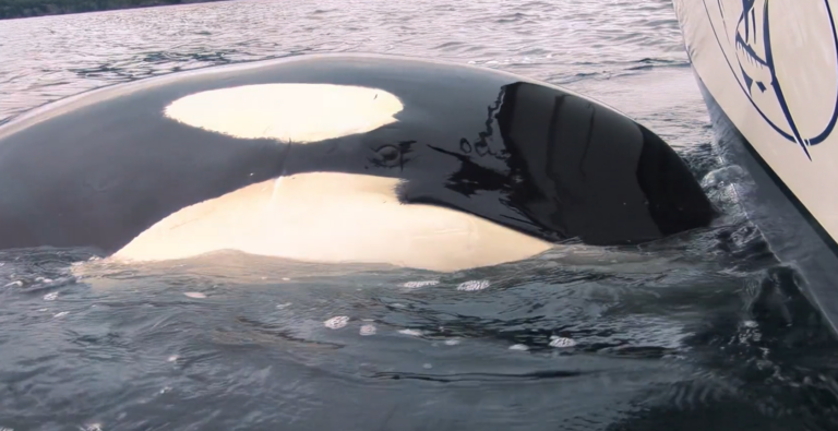 World-famous Vancouver Island orca Luna featured in IMAX film festival